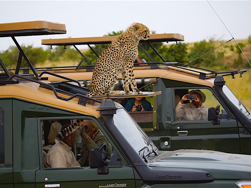 Local Tours & Safaris