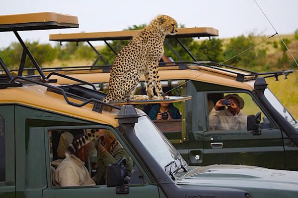 Local Tours & Safaris