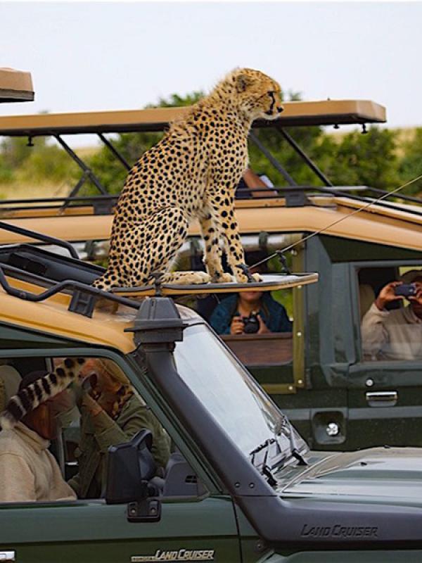 Local Tours & Safaris